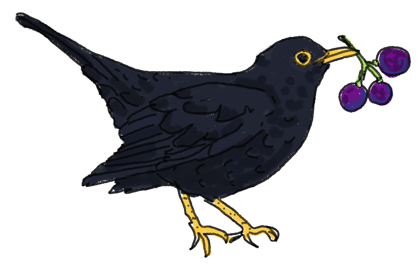 Hand-drawn blackbird carrying grapes