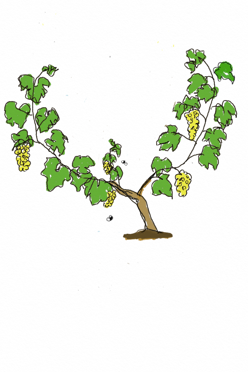 Hand-drawn vine illustration