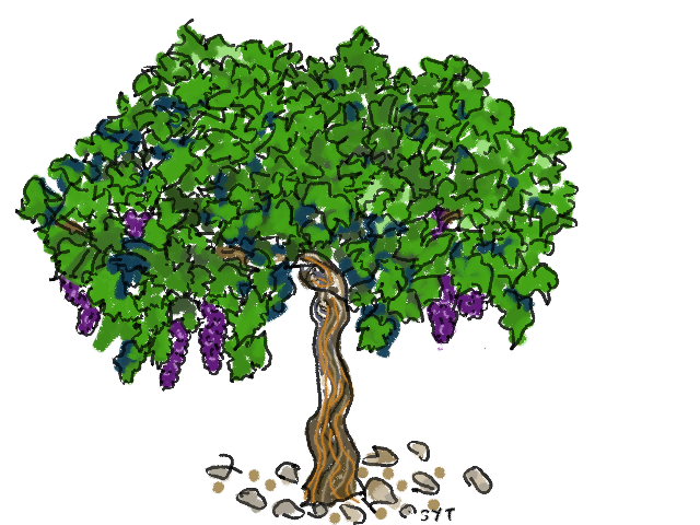 JIMEX vineyard illustration